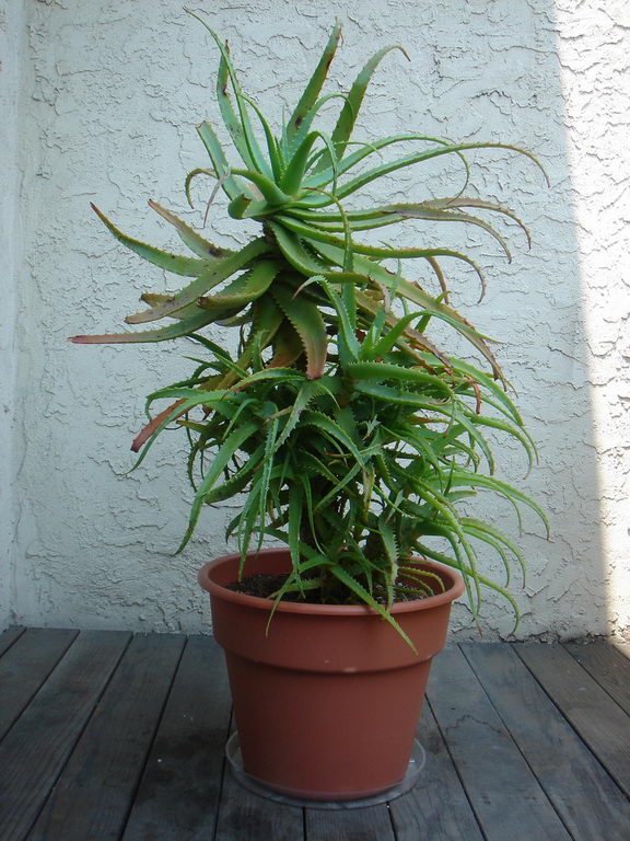 krantz aloe , candelabra aloe (English), kransaalwyn (Afrikaans), ikalene (Xhosa), inkalane or umhla